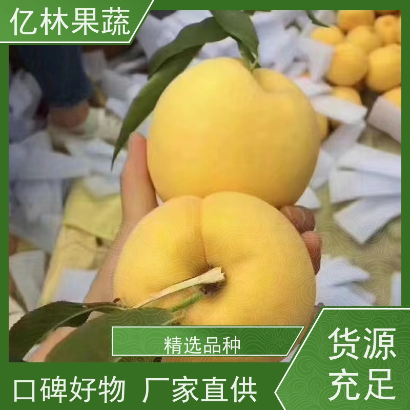 亿林苗木 黄桃苗 园林绿化果树苗 抗寒能力强 根系饱满成活率高