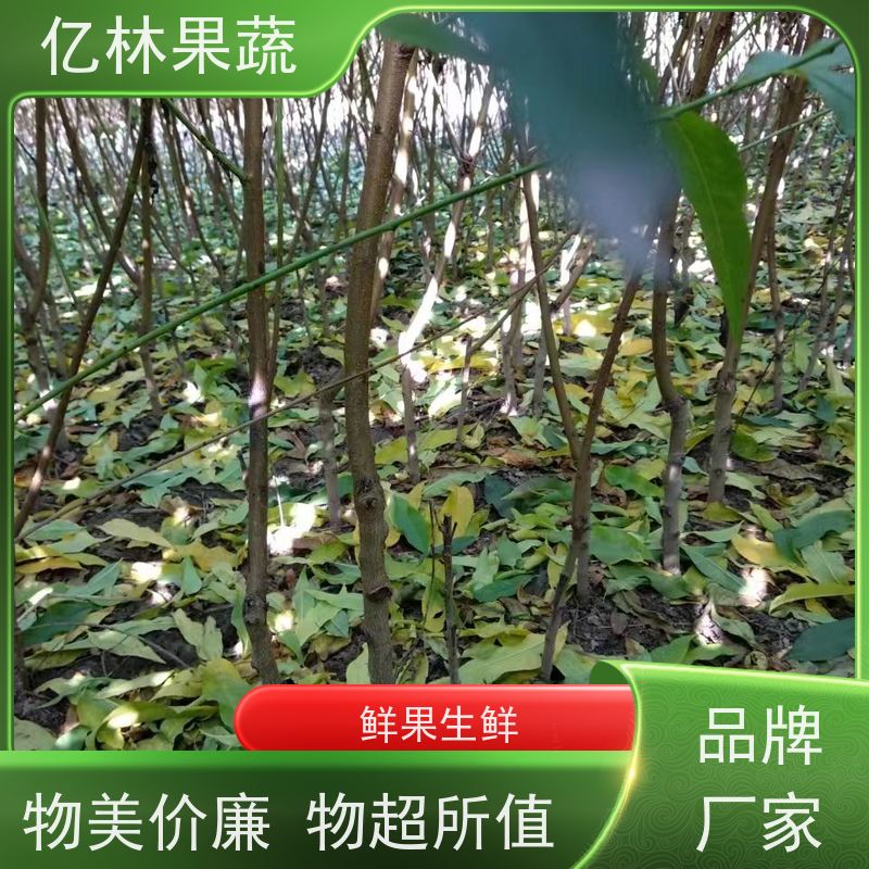 基地供应 油桃苗 新品种挑苗 香甜可口 果实饱满味道好