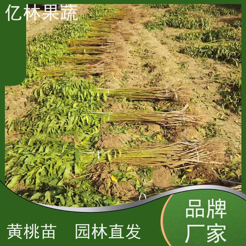 基地供应 园林嫁接桃苗 三公分现挖现发 品种齐全 成活率高