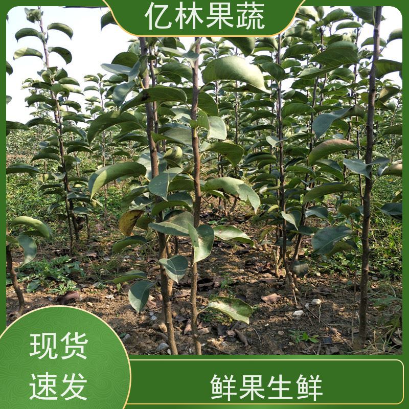 基地培育 桃树苗 现挖现发新鲜 粗两公分 果实饱满味道好