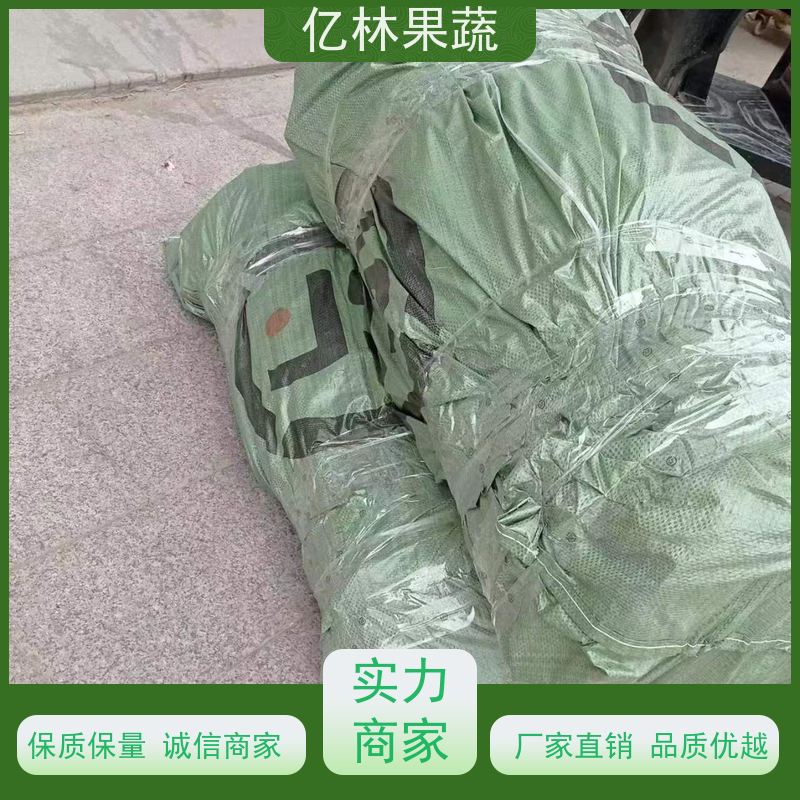 基地供应 冬桃苗 现挖现发 口感香甜 易栽培桃树苗