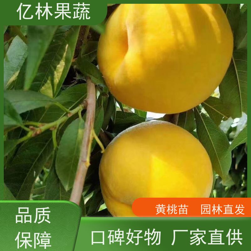 亿林苗木 园林嫁接桃苗 特产果树桃幼苗 成活率高
