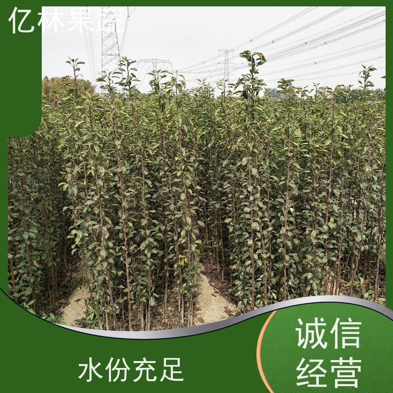 基地供应 冬桃苗 现挖现发 口感香甜 根系饱满成活率高