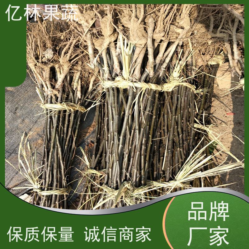 基地培育 黄桃苗 桃树果苗批发 自家园林 果实饱满味道好