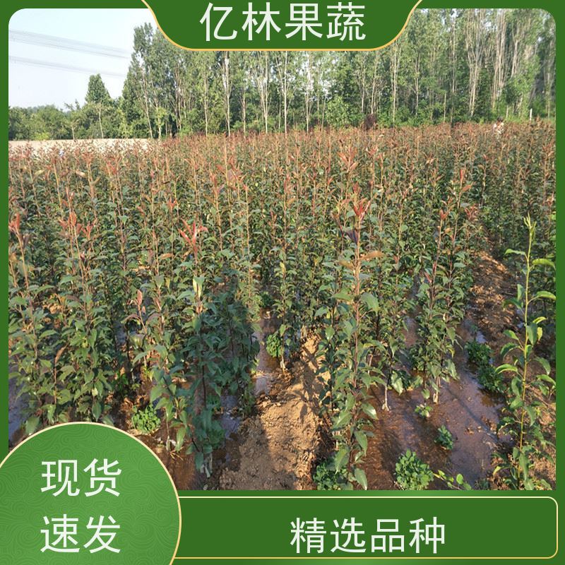 基地供应 黄桃苗 嫁接技术指导 抗寒能力强 成活率高