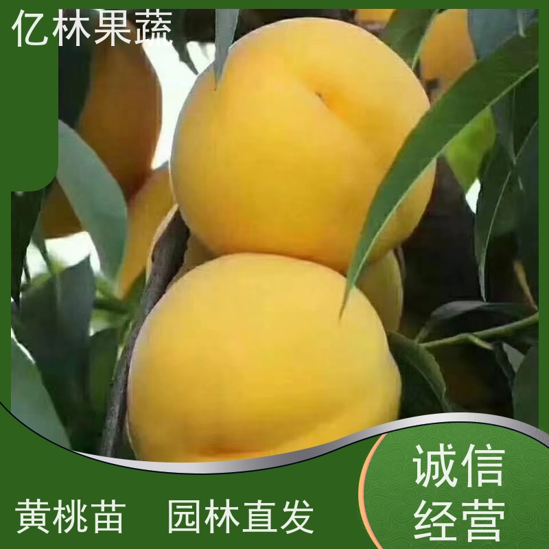亿林苗木 黄桃苗 嫁接技术指导 抗寒能力强 成活率高