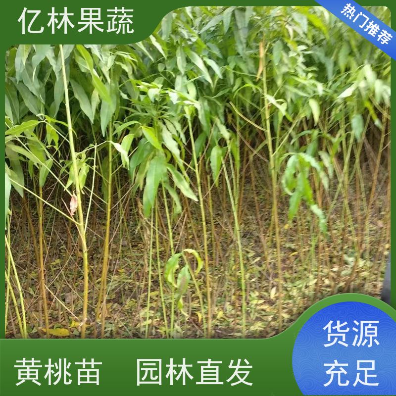基地供应 黄桃苗 园林绿化果树苗 抗寒能力强 根系饱满成活率高