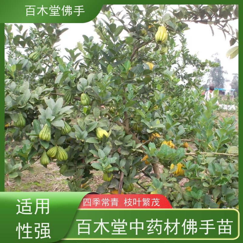 百木堂 万 州佛手 观赏植物 附加值高 用于庭院装饰