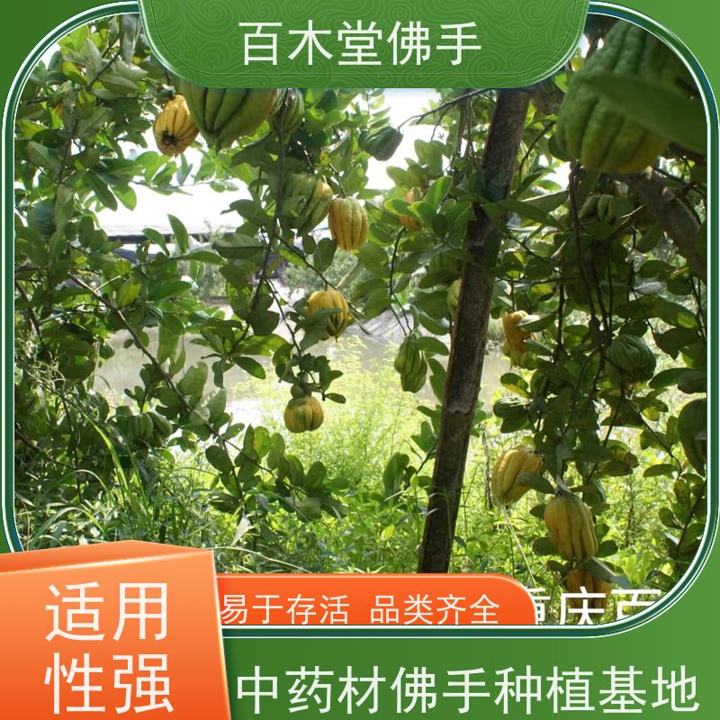 百木堂 金佛手苗 产量高 用途广泛 用于室内外盆景