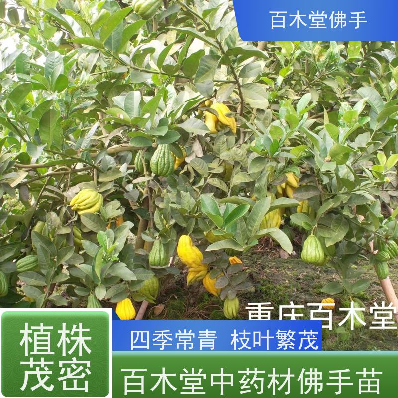 百木堂 重 庆佛手苗 枝叶紧密 美丽多姿 用于室内外盆景