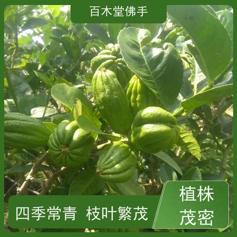 百木堂 重 庆佛手苗 适用性强 规格齐全 用于室内外盆景