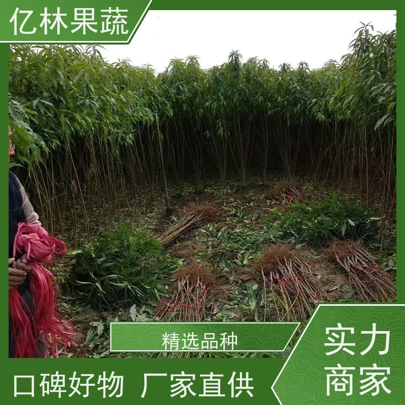 亿林苗木 冬桃苗 盆栽地栽庭院桃树苗苗 果实饱满味道好