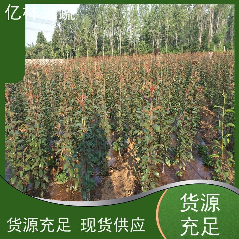 亿林苗木 园林嫁接桃苗 果树苗批发 当年结果 成活率高