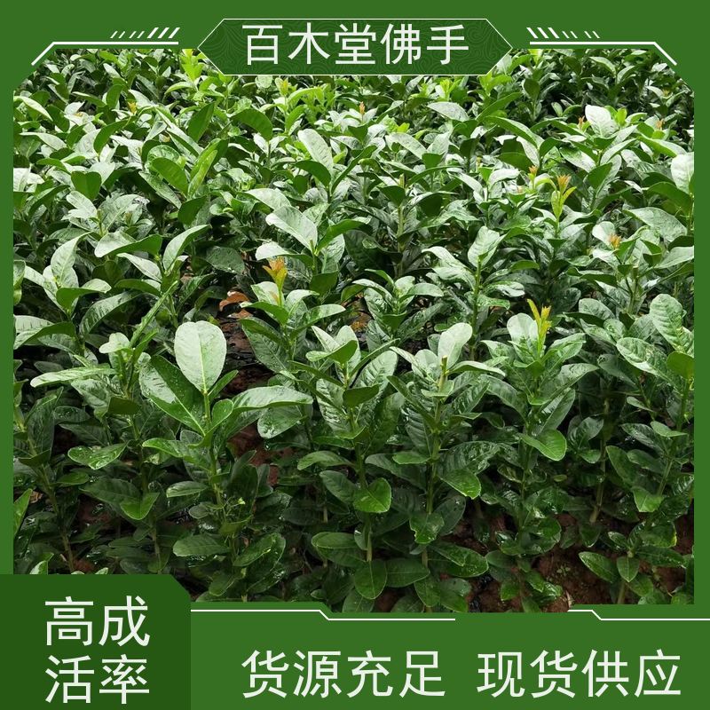 百木堂 中药材苗 产量高 用途广泛 用于庭院装饰