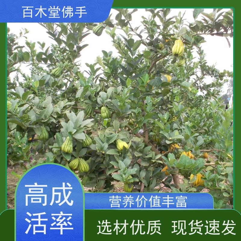 百木堂 中药材苗 观赏植物 附加值高 用于室内外盆景