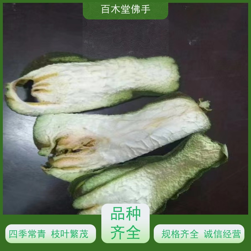 百木堂 重 庆佛手苗 高成活率 较耐干旱 植株茂密