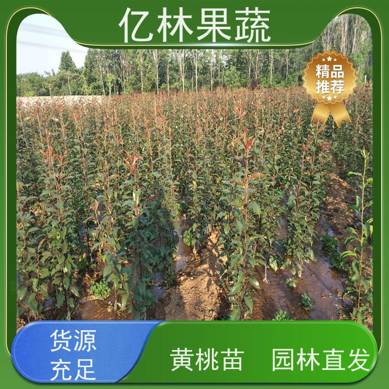 亿林苗木 冬桃苗 现挖现发新鲜 粗两公分 根系饱满成活率高