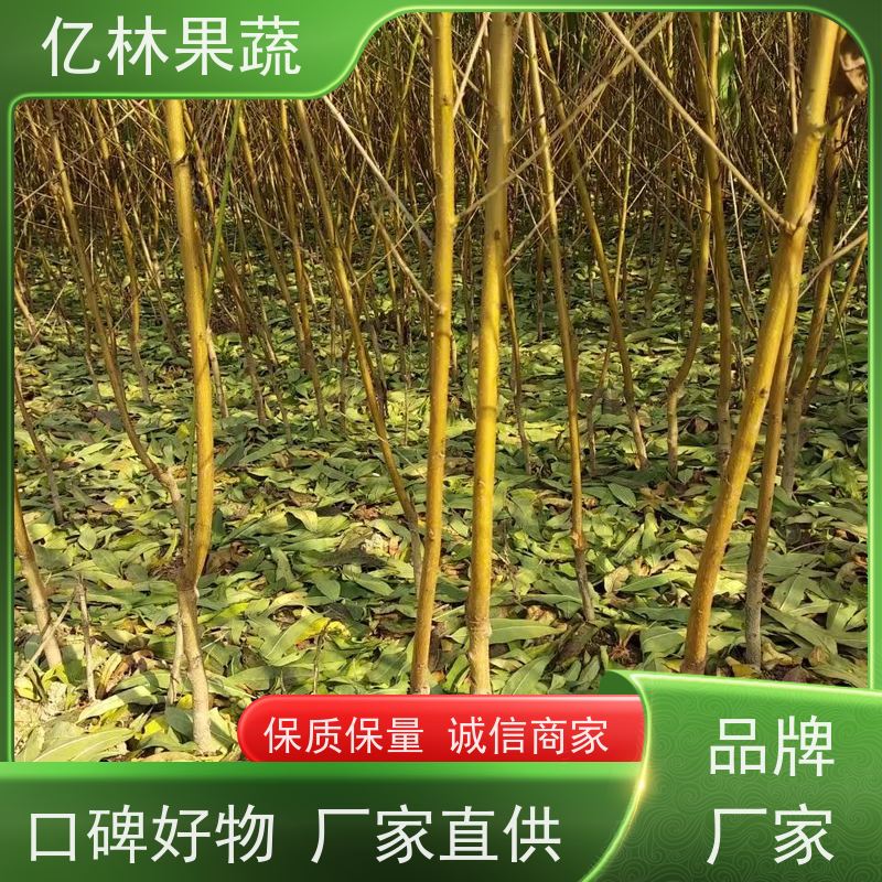 基地供应 秋彤桃 盆栽地栽庭院桃树苗苗 根系饱满成活率高