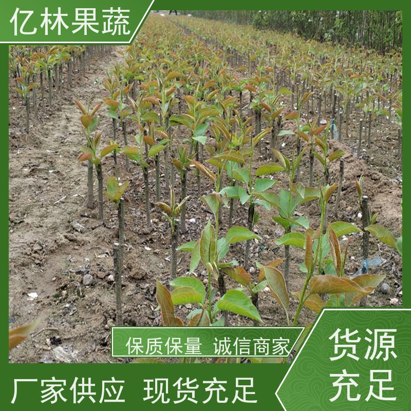 基地供应 桃树苗 新品种挑苗 香甜可口 果实饱满味道好