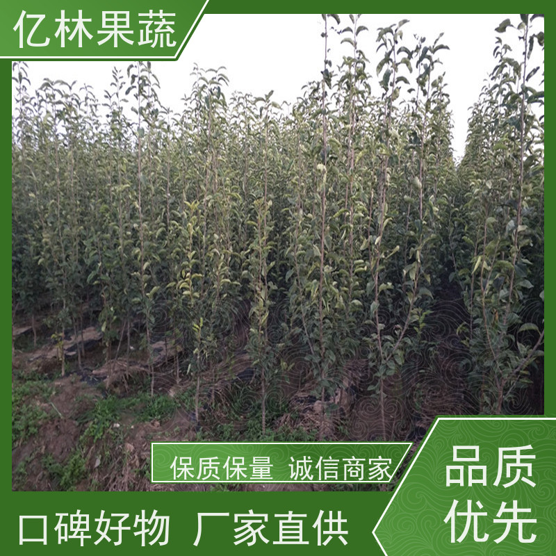 亿林苗木 黄桃苗 盆栽地栽庭院桃树苗苗 根系饱满成活率高