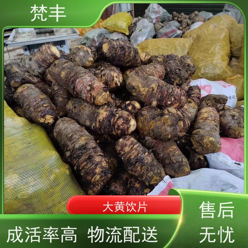 梵丰 大黄专用除草剂 手选大片原材料 欢迎来电洽谈