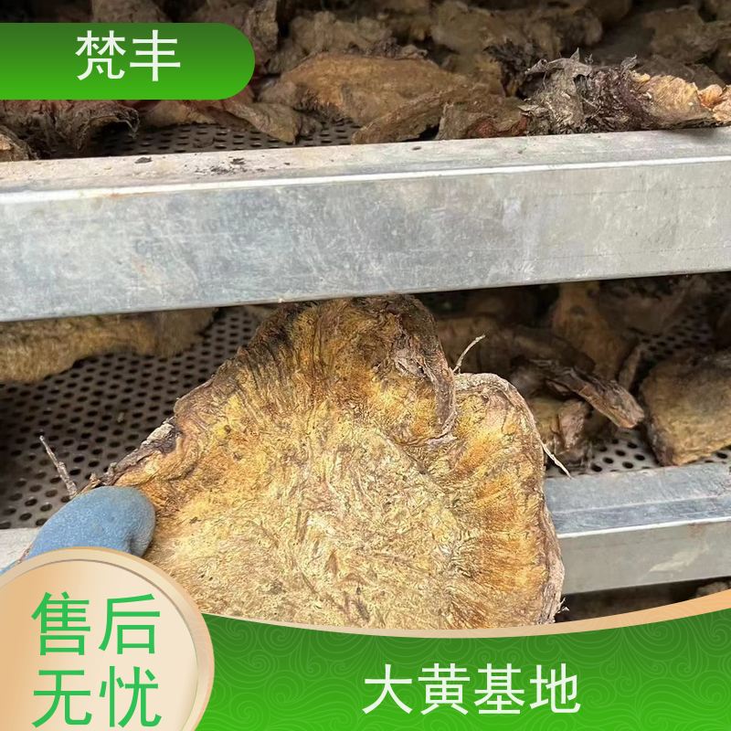 梵丰 大黄种子 手选大片原材料 在线接单 物流配送 