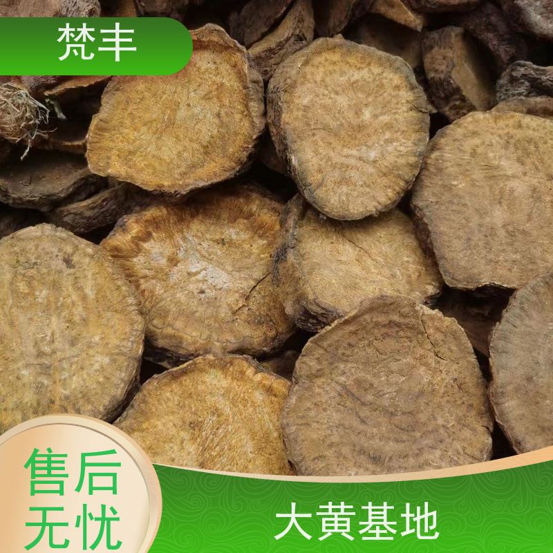 梵丰 大黄驯化种子 抗虫害全国发货 库存充足 厂家供应