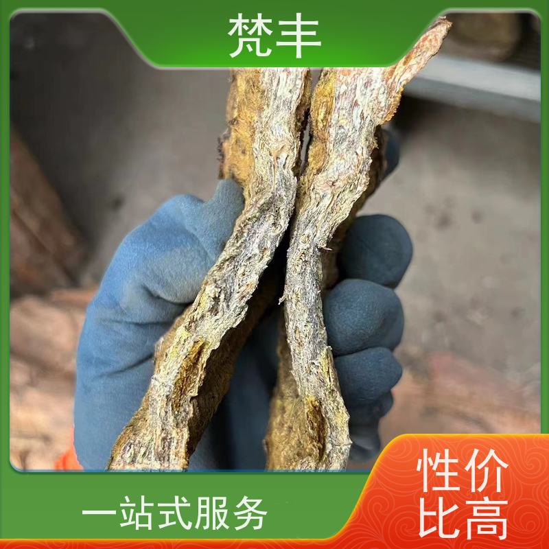 梵丰 大黄驯化技术 原产地 种植基地 库存充足 厂家供应
