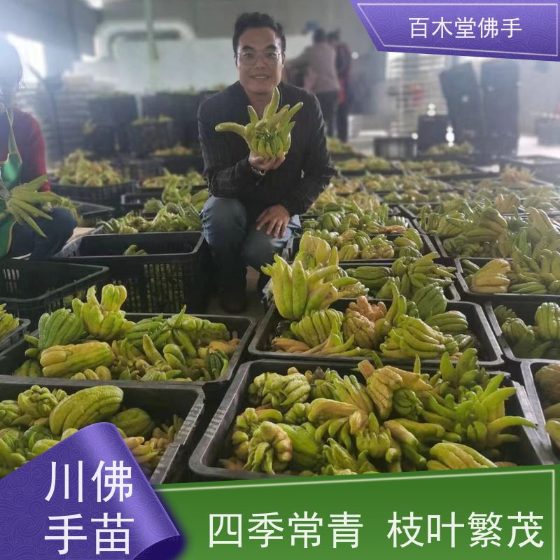 百木堂 佛手 树形丰富 成活率高 城市景观绿化树 