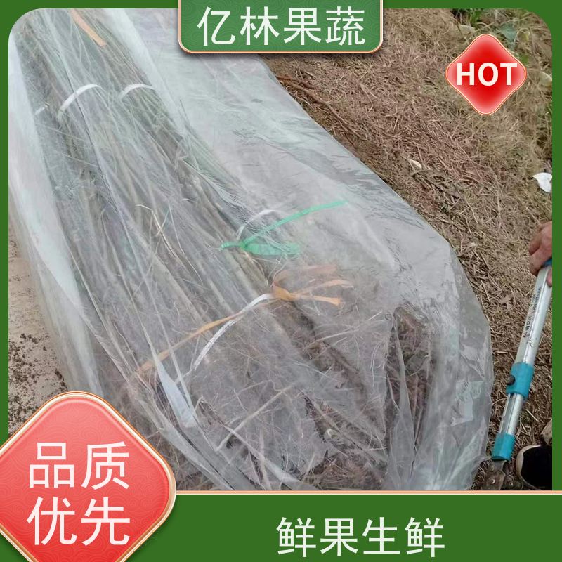 基地培育 桃树苗 嫁接技术指导 抗寒能力强 根系饱满成活率高