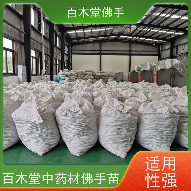 百木堂 广佛手 可作为盆景摆设 货源充足 城市景观绿化树 