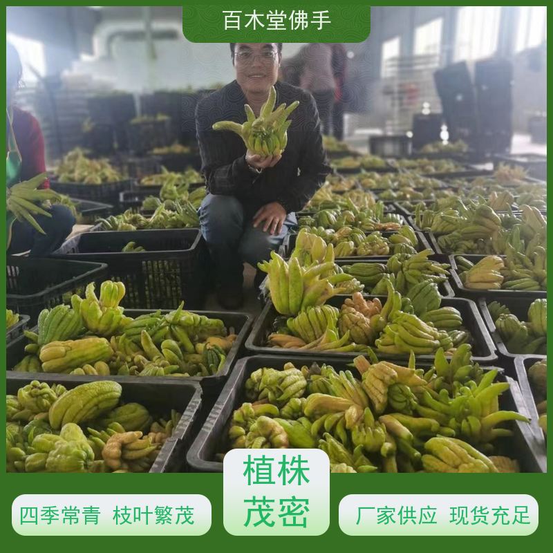 百木堂 广佛手 适用性强 规格齐全 园林景区栽植