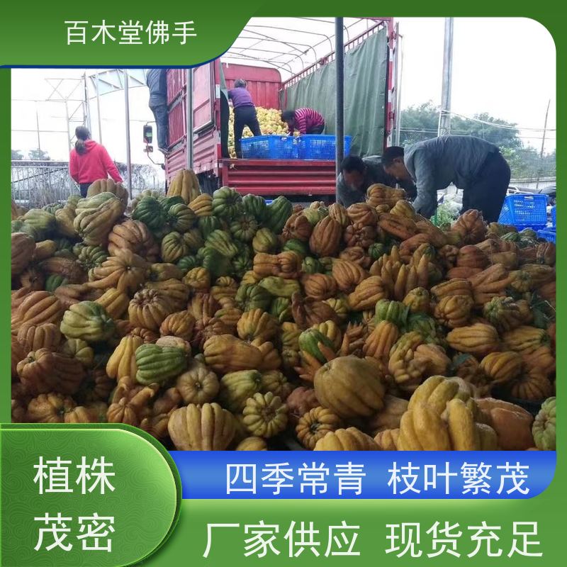 百木堂 佛手 枝叶紧密 美丽多姿 道路绿化行道苗
