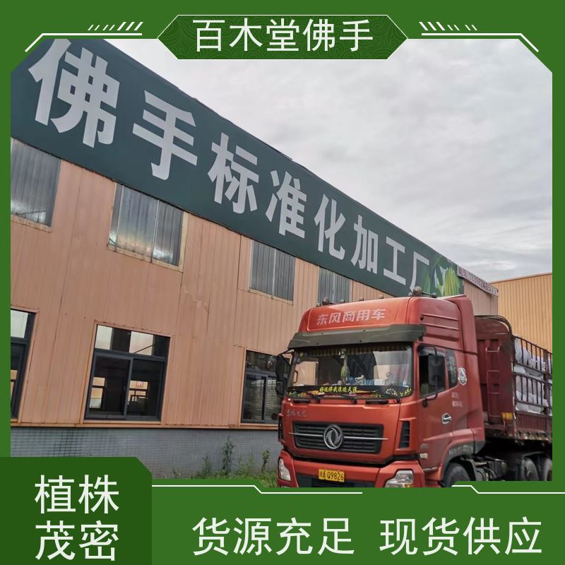 百木堂 佛手 适用性强 规格齐全 中药材种植基地 