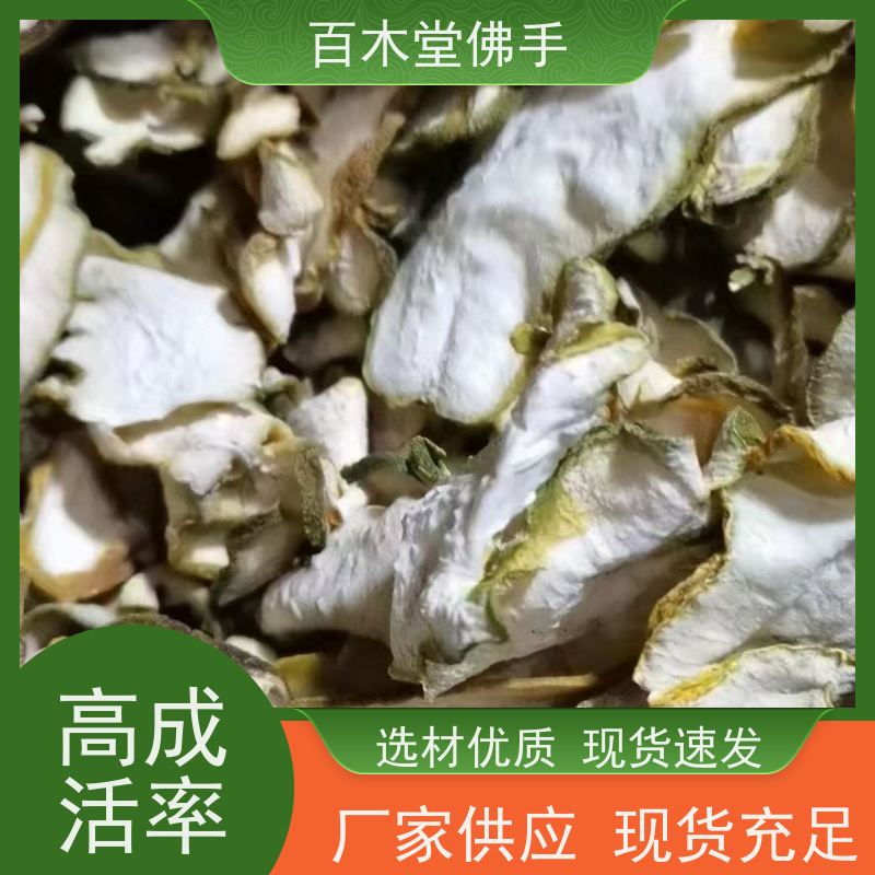 百木堂 金 佛手 树形丰富 成活率高 道路绿化行道苗