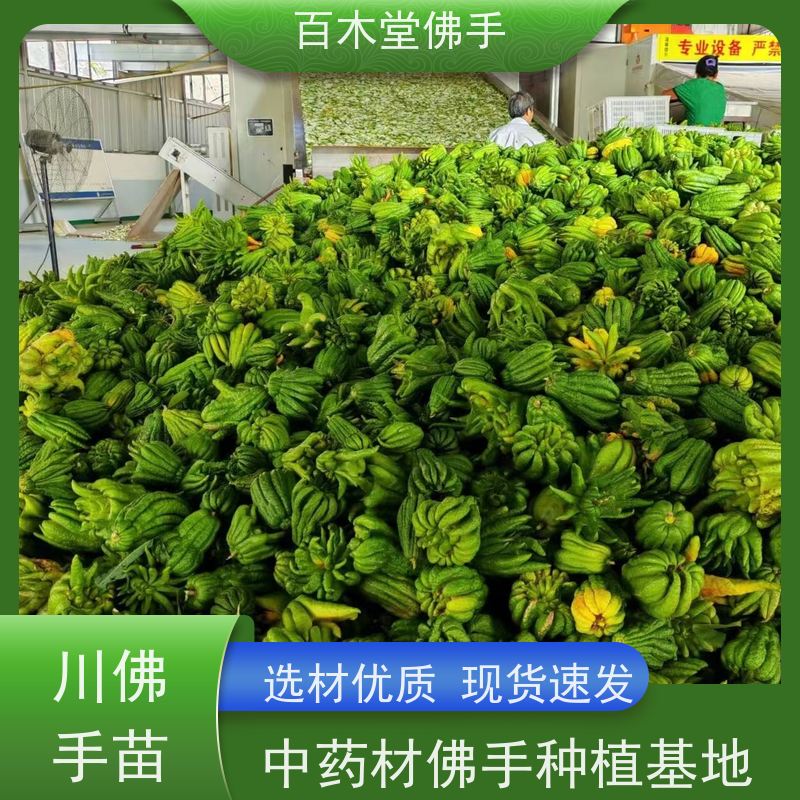 百木堂 广佛手 生长环境适应性强 园林景区栽植