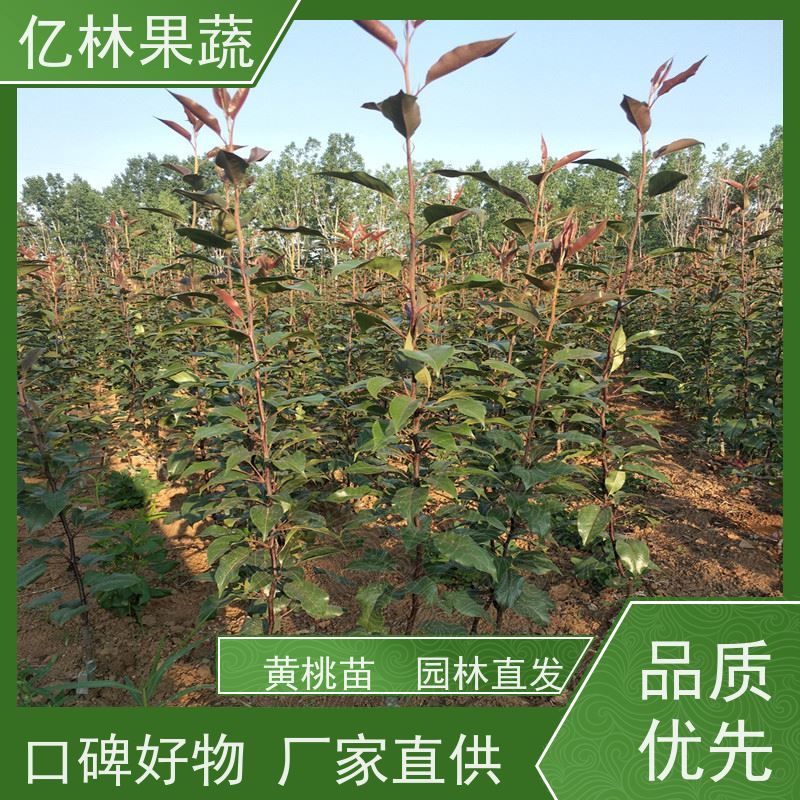 基地培育 晚熟桃树苗 新品种挑苗 香甜可口 果实饱满味道好