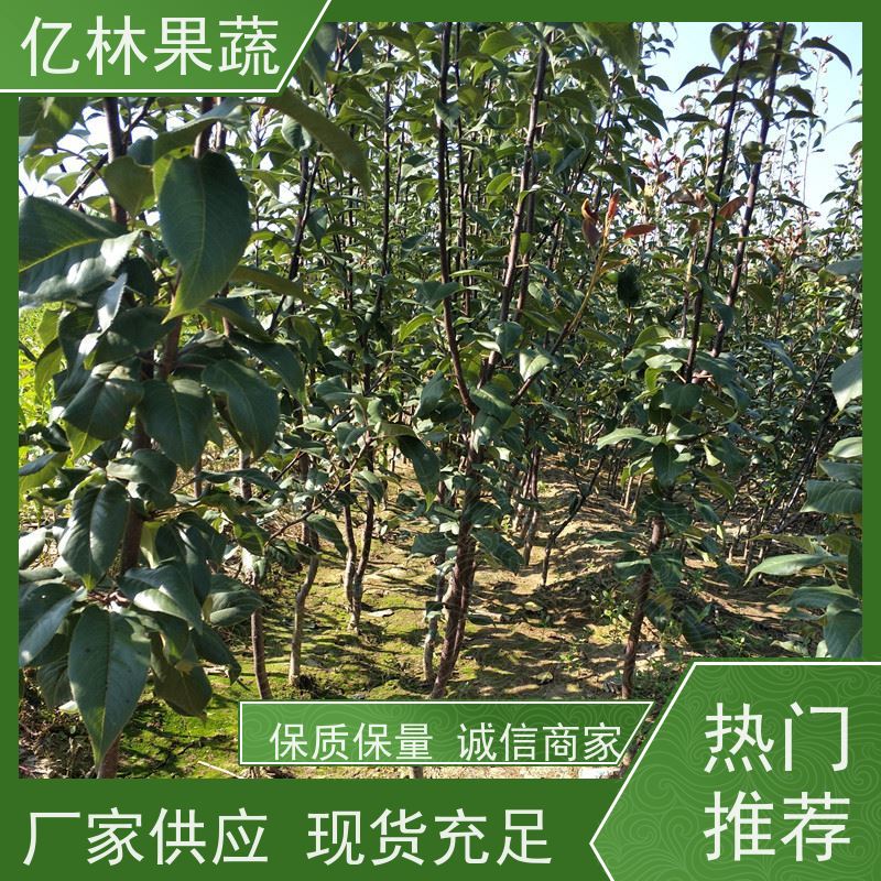 基地培育 黄桃苗 新品种挑苗 香甜可口 易栽培桃树苗