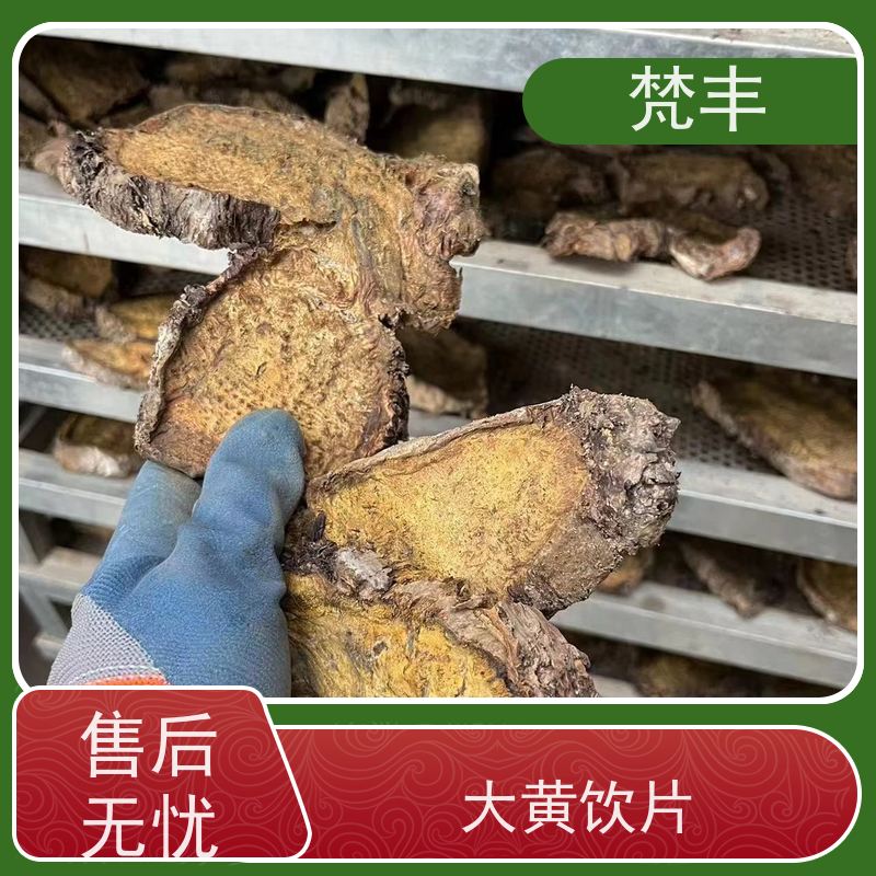 梵丰 马蹄大黄苗 手选大片原材料 基地直发 供货及时