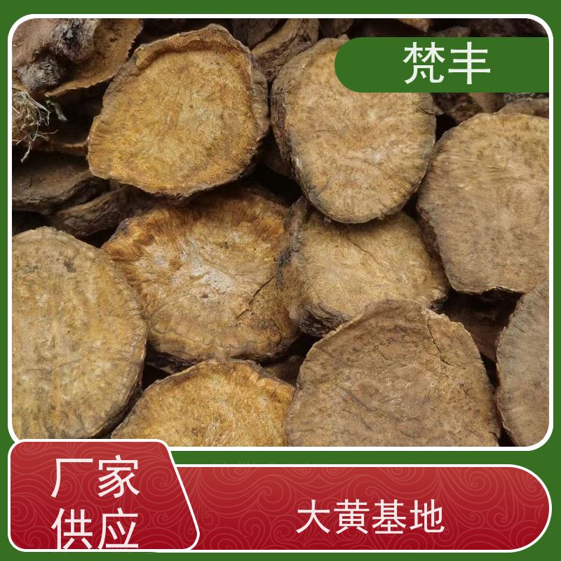 梵丰 大黄种子 手选大片原材料 库存充足 厂家供应