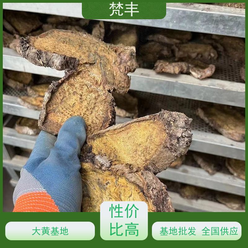 梵丰 大黄驯化种子 中药材苗容易种活 在线接单 物流配送 