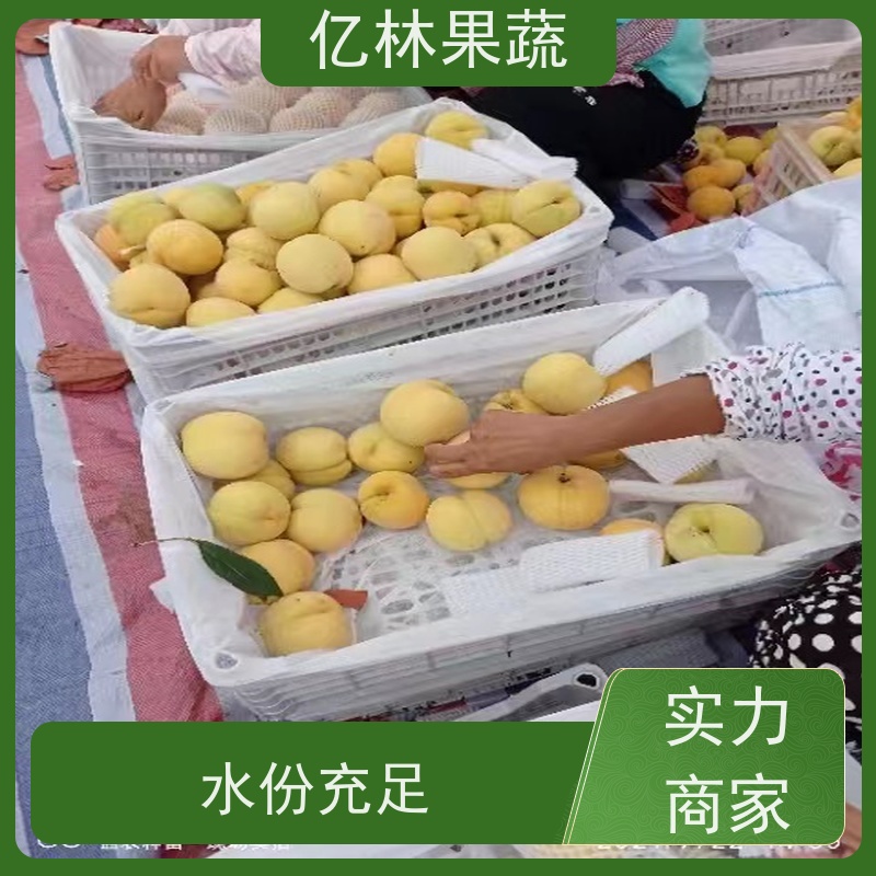 基地供应 秋彤桃 三公分现挖现发 品种齐全 易栽培桃树苗