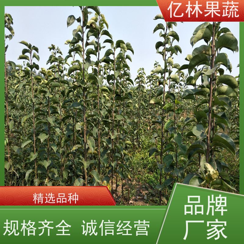亿林苗木 冬桃苗 果树苗批发 当年结果 成活率高