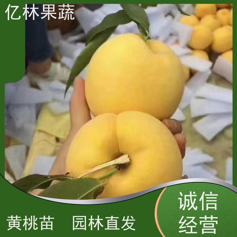 基地供应 冬桃苗 南北方种植 桃树果树苗 成活率高