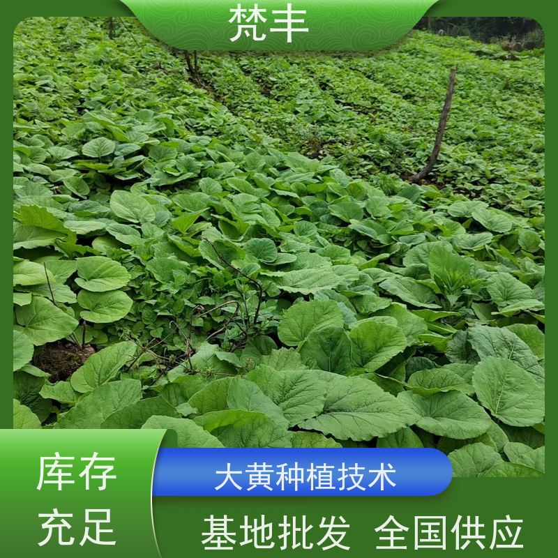 梵丰 大黄回收 原产地 种植基地 长期供应 诚信经营