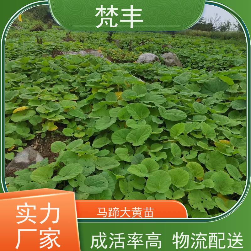 梵丰 大黄种子 活抗虫害全国发货 长期供应 诚信经营