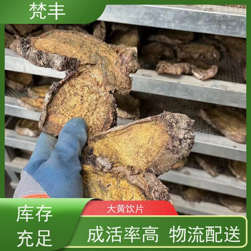 梵丰 大黄种植技术 现挖 好种 易活活 库存充足 厂家供应