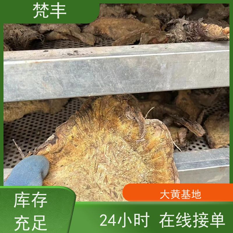 梵丰 大黄驯化种子 原产地 种植基地 在线接单 物流配送 