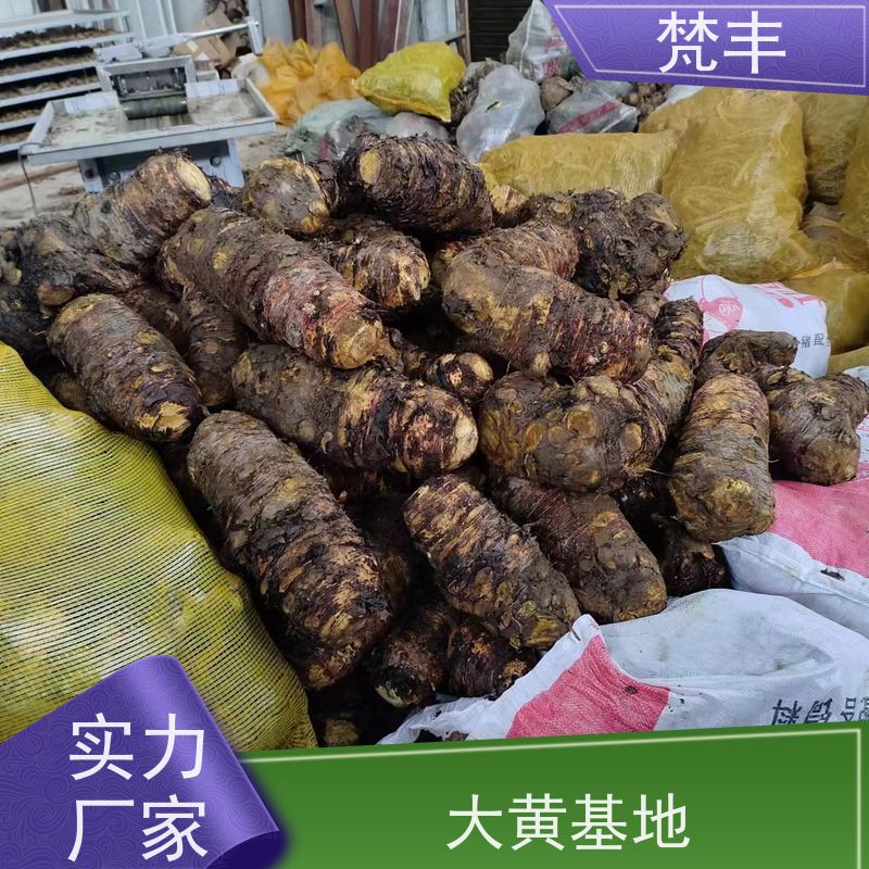 梵丰 大黄专用除草剂 原产地 种植基地 库存充足 成活率高