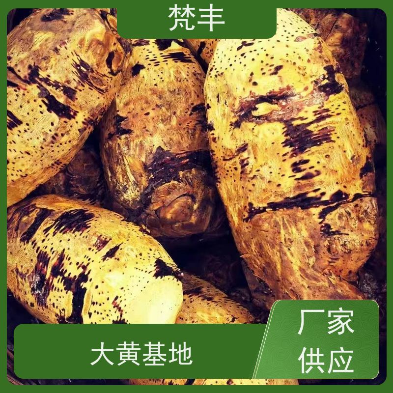 梵丰 大黄管理方法 各种规格支持过筛 库存充足 成活率高